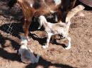 Baby Goats at Aqua Verde: Aqua Verde